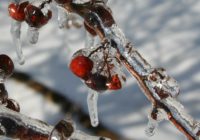 From jeanneg on Morguefile