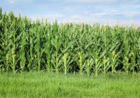 From Melodi2 on Morguefile